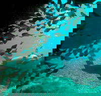 Scuba Dive Ningaloo Reef - Attractions Brisbane