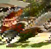Very Best of Perth Tour - Wildlife Park  City Highlights Tour - Attractions Brisbane