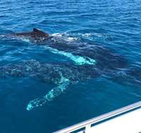 Busselton Whale Watching - Attractions Brisbane