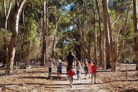 7 Hour Full Day Tour: Morning Tea, Chocolate, Olives, 3 Wineries & Lunch - Attractions Brisbane 21