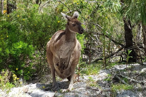 7 Hour Full Day Tour: Morning Tea, Chocolate, Olives, 3 Wineries & Lunch - Attractions Brisbane 22