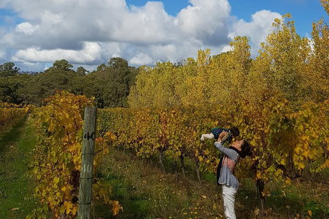 7 Hour Full Day Tour: Morning Tea, Chocolate, Olives, 3 Wineries & Lunch - Attractions Brisbane 20