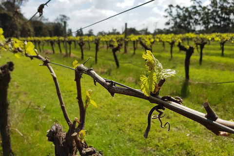 7 Hour Full Day Tour: Morning Tea, Chocolate, Olives, 3 Wineries & Lunch - Attractions Brisbane 15