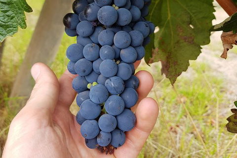 7 Hour Full Day Tour: Morning Tea, Chocolate, Olives, 3 Wineries & Lunch - Attractions Brisbane 19