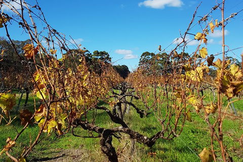 7 Hour Full Day Tour: Morning Tea, Chocolate, Olives, 3 Wineries & Lunch - Attractions Brisbane 8