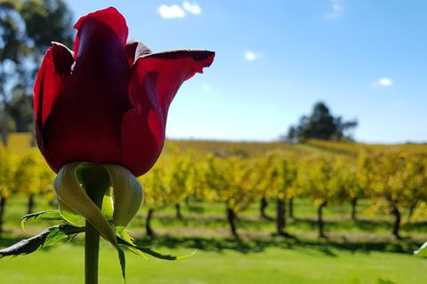 7 Hour Full Day Tour: Morning Tea, Chocolate, Olives, 3 Wineries & Lunch - Attractions Brisbane 14