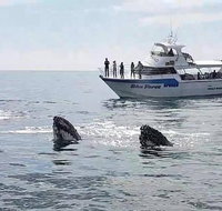 Busselton Whale Watching Eco Tour - Attractions Brisbane