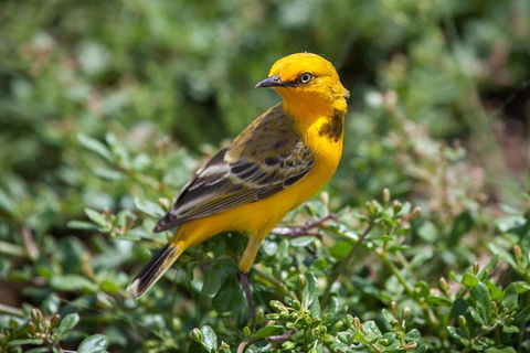 Lake Argyle Birdwatching Charter - Attractions Brisbane 5