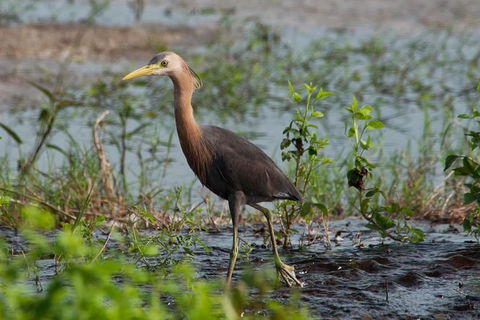 Lake Argyle Birdwatching Charter - Attractions Brisbane 9