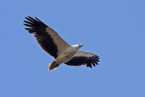 Lake Argyle Birdwatching Charter - Attractions Brisbane 4