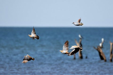 Lake Argyle Birdwatching Charter - Attractions Brisbane 8