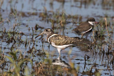 Lake Argyle Birdwatching Charter - Attractions Brisbane 7