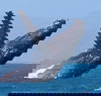 Sunset Cruise Wildlife Watching - Attractions Brisbane