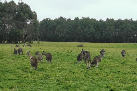 Private Tour: Great Ocean Road From Melbourne - Attractions Brisbane 18