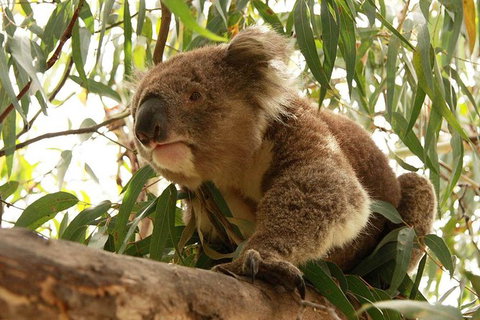 Private Tour: Great Ocean Road From Melbourne - Attractions Brisbane 15