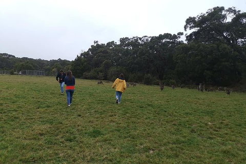 Private Tour: Great Ocean Road From Melbourne - Attractions Brisbane 17