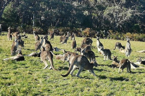 Private Tour: Great Ocean Road From Melbourne - Attractions Brisbane 20