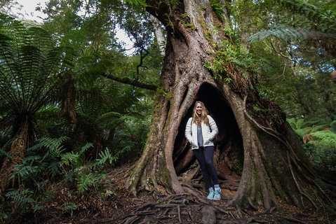 Great Ocean Road Small-Group Ecotour From Melbourne - Attractions Brisbane 32