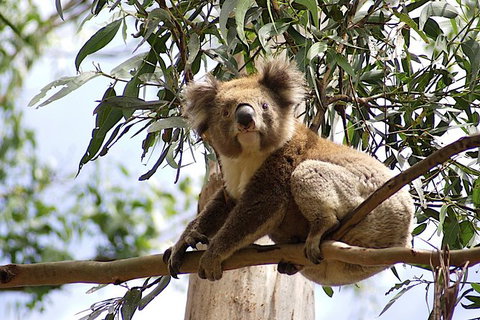 Great Ocean Road Small-Group Ecotour From Melbourne - Attractions Brisbane 35
