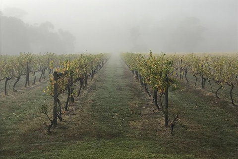 2-Day Yarra Valley Wine Tour With Luxury Vineyard Resort Stay - Attractions Brisbane 11