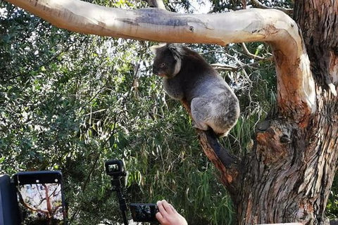 Small-Group Great Ocean Road Day Trip From Melbourne - Attractions Brisbane 6