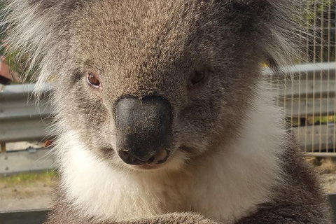 2 Day Great Ocean Road Tour From Melbourne - Attractions Brisbane 12