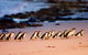 Phillip Island Penguin Parade Entry And Express Shuttle From Melbourne - thumb 0