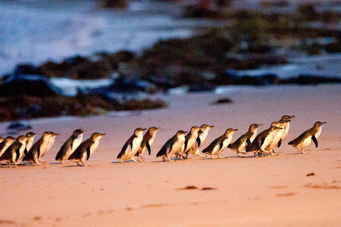 Phillip Island Penguin Parade Entry And Express Shuttle From Melbourne - Attractions Brisbane 0