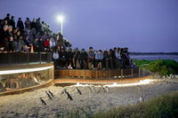 Small-Group Phillip Island Day Trip from Melbourne with Penguin Plus Viewing