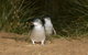 Small-Group Phillip Island Day Trip From Melbourne With Penguin Plus Viewing - thumb 1