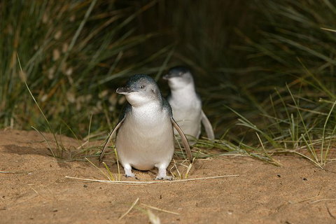 Small-Group Phillip Island Day Trip From Melbourne With Penguin Plus Viewing - Attractions Brisbane 1