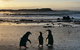 Small-Group Phillip Island Day Trip From Melbourne With Penguin Plus Viewing - thumb 15