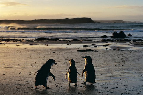 Small-Group Phillip Island Day Trip From Melbourne With Penguin Plus Viewing - Attractions Brisbane 15