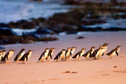Small-Group Phillip Island Day Trip From Melbourne With Penguin Plus Viewing - Attractions Brisbane 13