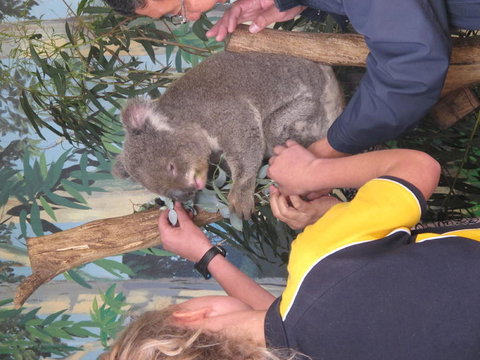 Phillip Island Tour From Melbourne - Attractions Brisbane 11