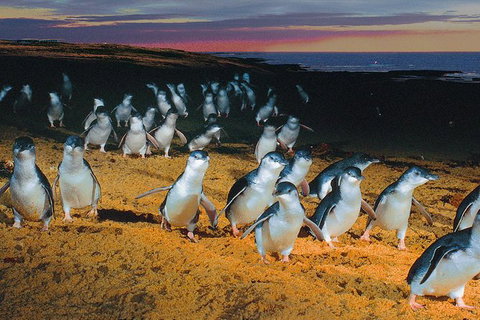 Phillip Island Tour From Melbourne - Attractions Brisbane 0