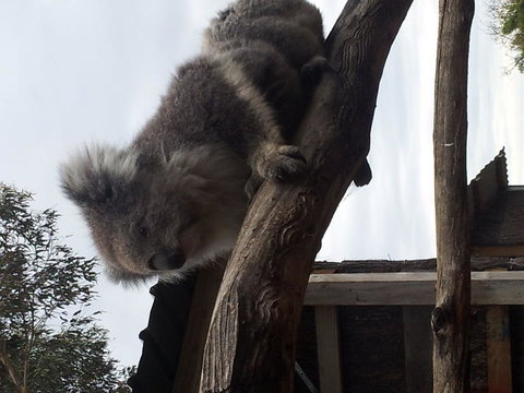 Phillip Island Tour From Melbourne - Attractions Brisbane 23