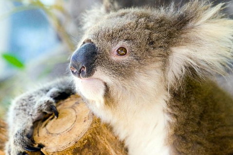 Phillip Island Tour From Melbourne - Attractions Brisbane 1