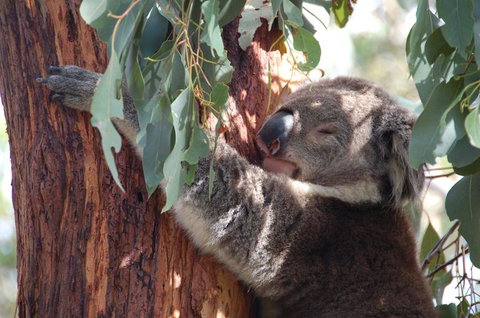 Phillip Island Tour From Melbourne - Attractions Brisbane 3