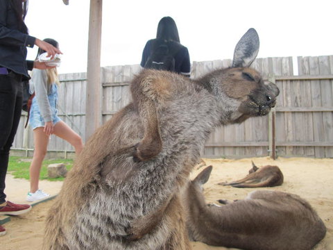 Phillip Island Tour From Melbourne - Attractions Brisbane 10