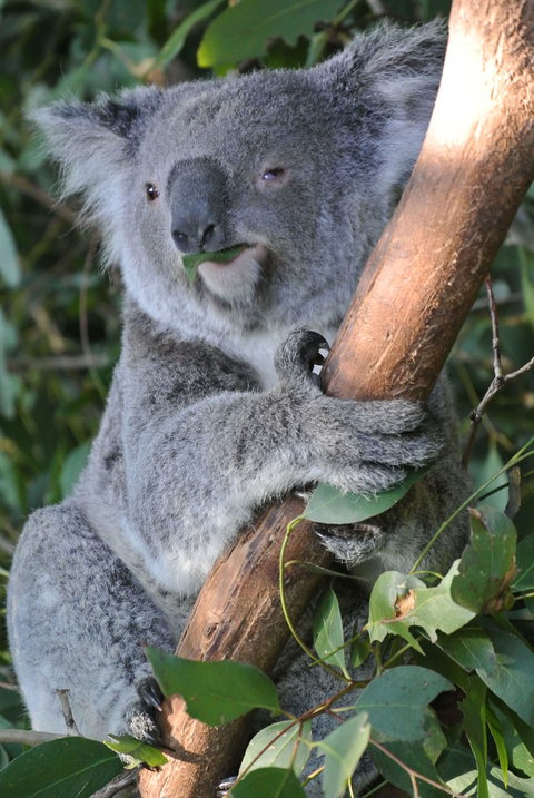 Phillip Island Tour From Melbourne - Attractions Brisbane 2