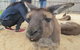 Phillip Island Tour From Melbourne - thumb 12