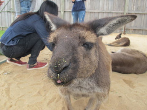 Phillip Island Tour From Melbourne - Attractions Brisbane 12