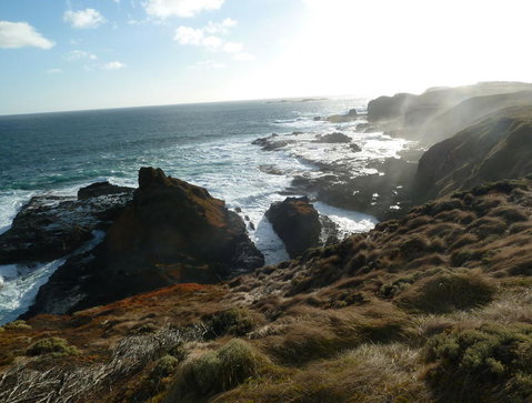 Phillip Island Penguin Parade Evening Tour - Attractions Brisbane 2