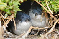 Phillip Island Penguin Parade Evening Tour