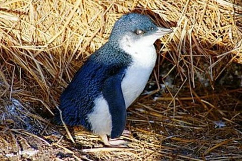 Phillip Island Penguin Parade Evening Tour - Attractions Brisbane 1
