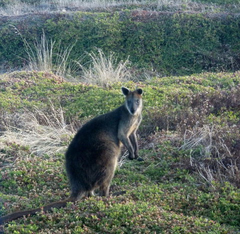 Phillip Island Penguin Parade Evening Tour - Attractions Brisbane 3
