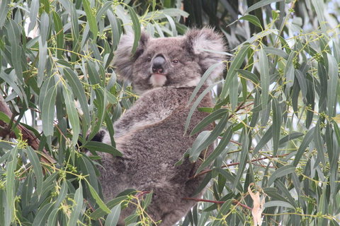 Koalas And Kangaroo In The Wild Tour From Melbourne - Attractions Brisbane 9