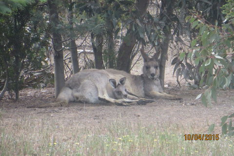 Koalas And Kangaroo In The Wild Tour From Melbourne - Attractions Brisbane 14