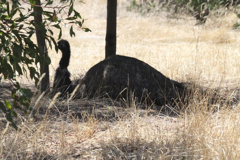 Koalas And Kangaroo In The Wild Tour From Melbourne - Attractions Brisbane 8